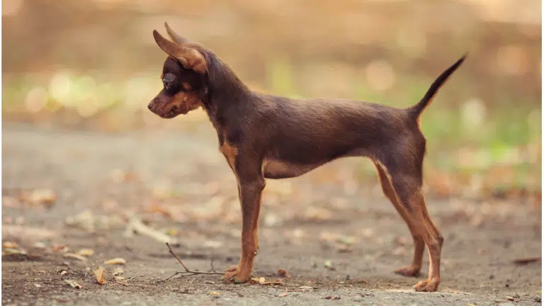 Коричневий той-тер'єр стоїть на сухій землі, поклавши лапу на суху гілочку