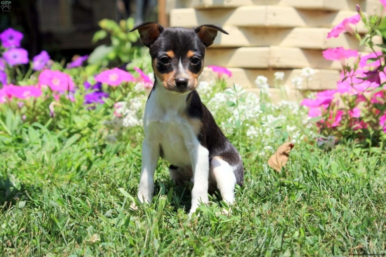 Цуценя з триколірною шерстю сидить на траві в оточенні фіолетових та рожевих квітів