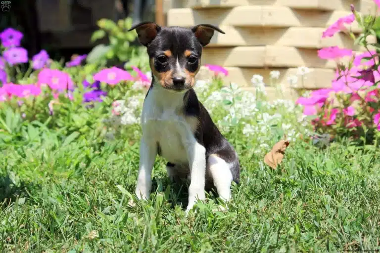 Цуценя з триколірною шерстю сидить на траві в оточенні фіолетових та рожевих квітів