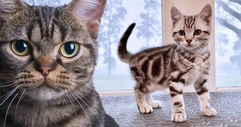 Ліворуч кіт з серйозним поглядом, а праворуч смугасте кошеня