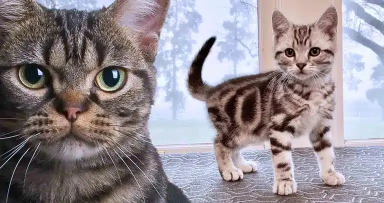 Ліворуч кіт з серйозним поглядом, а праворуч смугасте кошеня