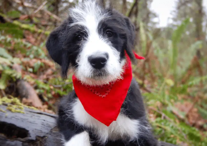 Чорно-білий пес з жорсткою шерстю має на шиї червону хустку