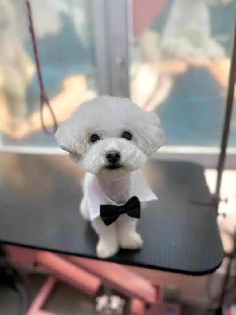 Бішон з короткими вушками має велику плюшку на морді, що додає йому милого вигляду