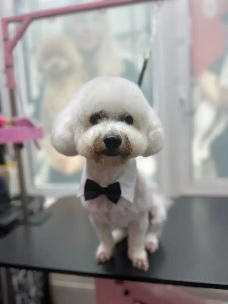 Після стрижки у бішона об'ємна шерсть залишилась лише на голові