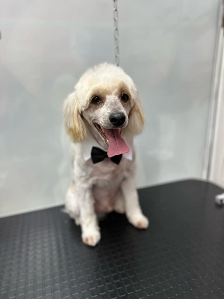 Чубатий пуховий пес з метеликом на шиї схожий на справжнього джентльмена