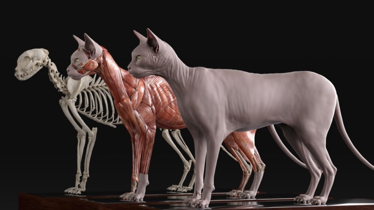3D зображення скелета, м'язової тканини кішки та безпосередньо самої кішки