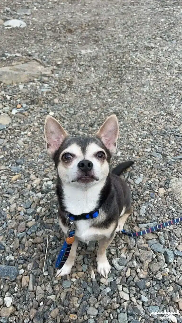 Чорно-білий пес маленького розміру сидить на дрібних камінцях