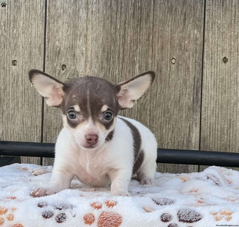Коричнево-білий песик приліг на плед з відбитками лапок