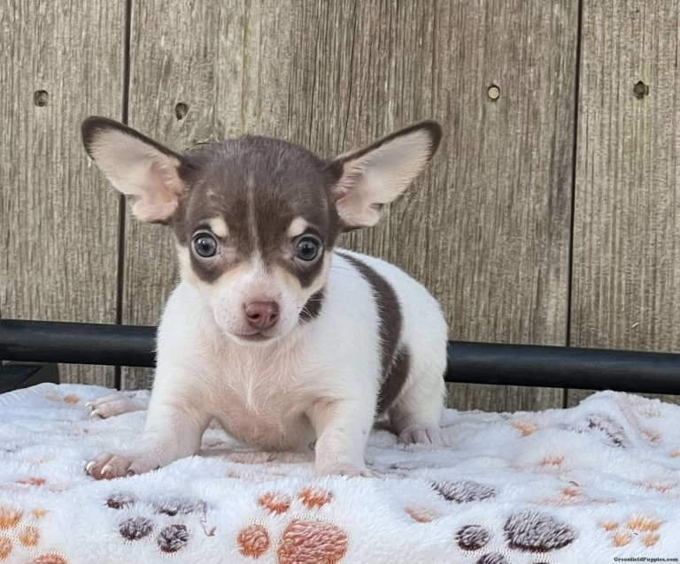 Коричнево-білий песик приліг на плед з відбитками лапок