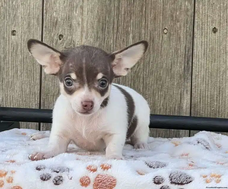 Коричнево-білий песик приліг на плед з відбитками лапок