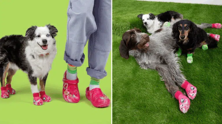 Господарка та пес мають на ногах однакові рожеві крокси