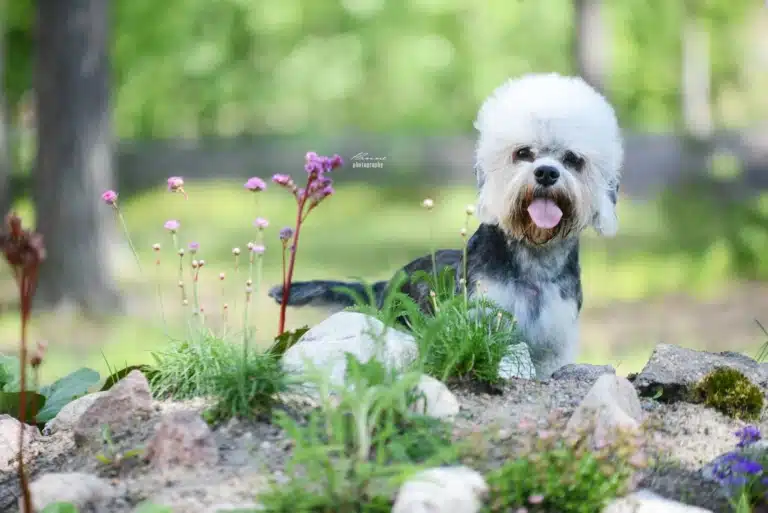 Пес з білою шапочкою з шерсті на голові стоїть позаду камінців