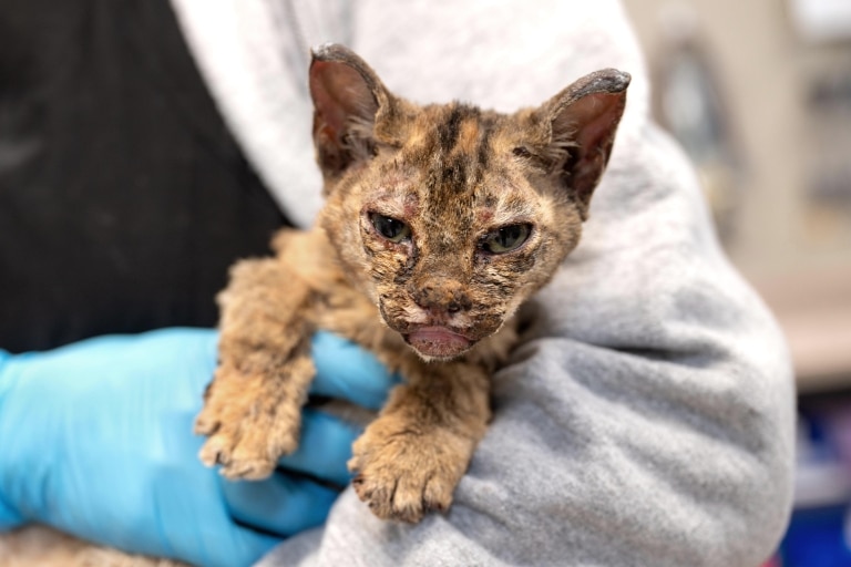 Котик з обпаленою шерстю в руках людини в синіх рукавичках