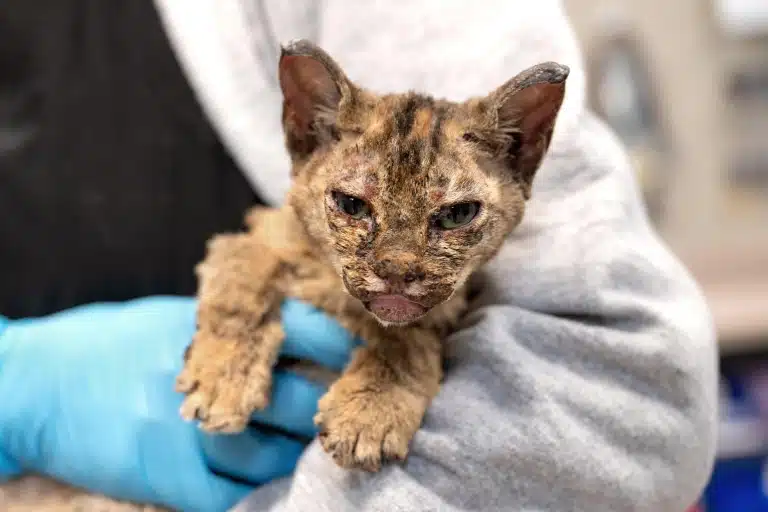 Котик з обпаленою шерстю в руках людини в синіх рукавичках