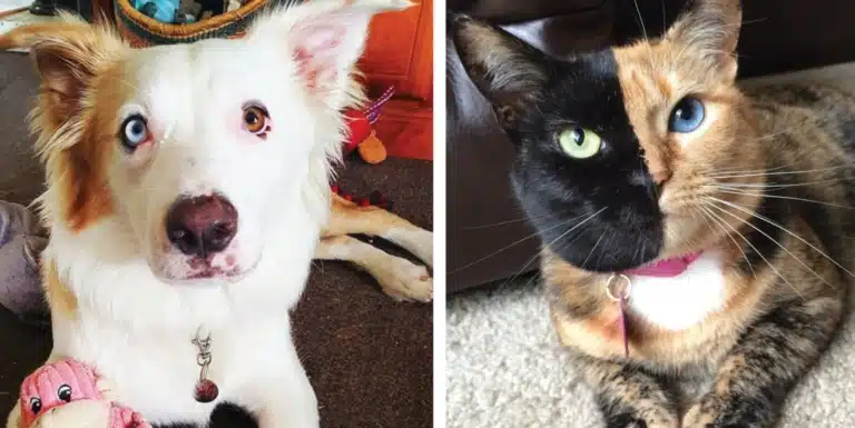 У собаки та кота різноколірні очі, які роблять їх незвичними