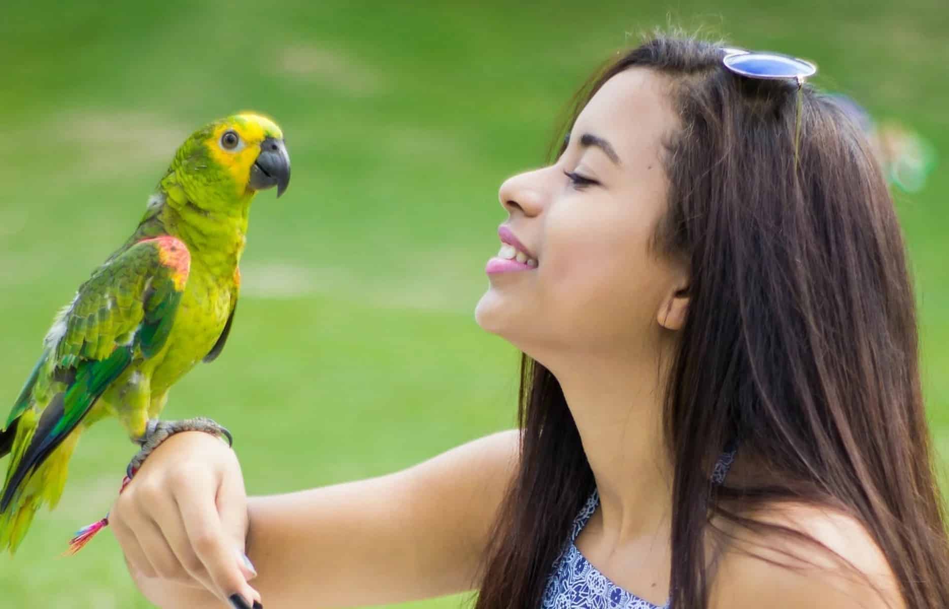 View of How parrots tolerate heat and how to help them - V.O.G DOG