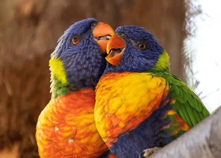 Дві тропічні папуги сидять з відкритими рудими дзьобами