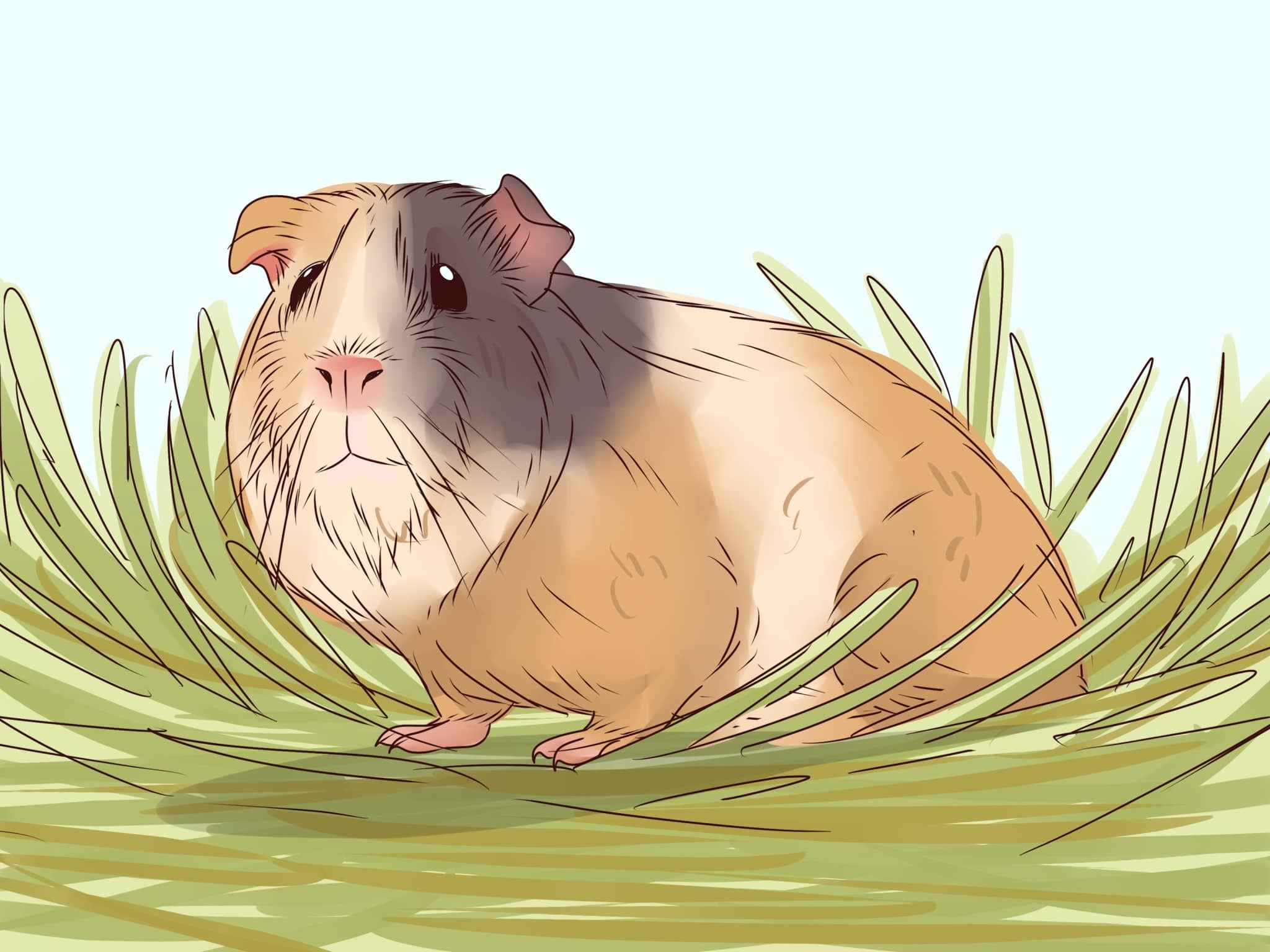 Picture of How to feed a guinea pig - V.O.G DOG