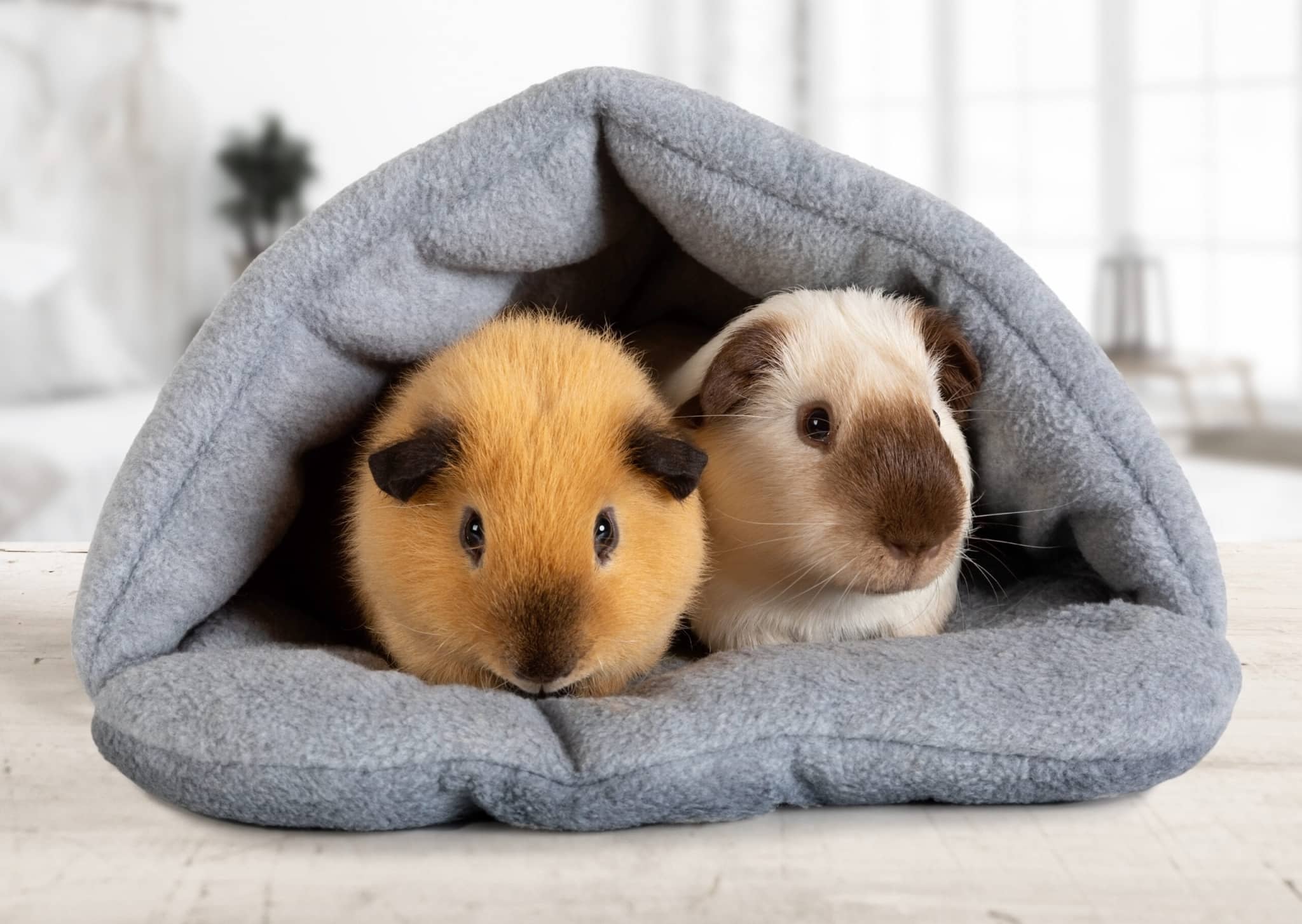 How to feed a guinea pig - V.O.G DOG
