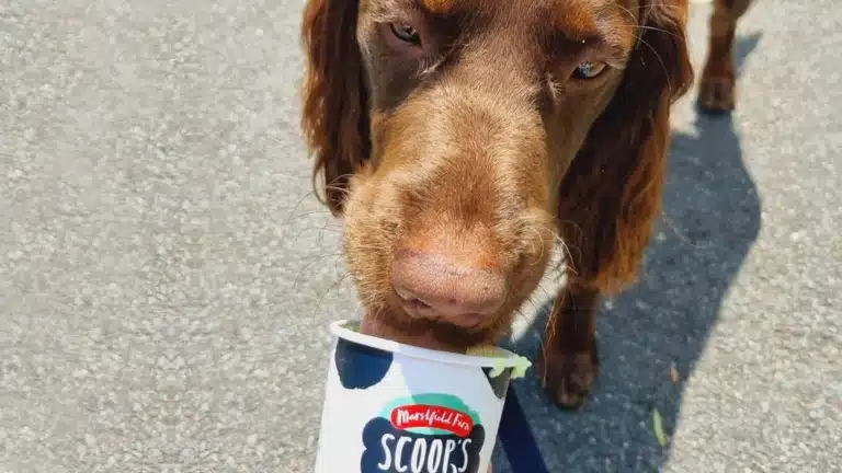 Коричневий спанієль їсть зі стаканчика щось смачненьке