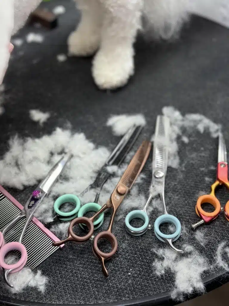 Для стрижки білого собаки грумеру знадобились чотири пари ножиць