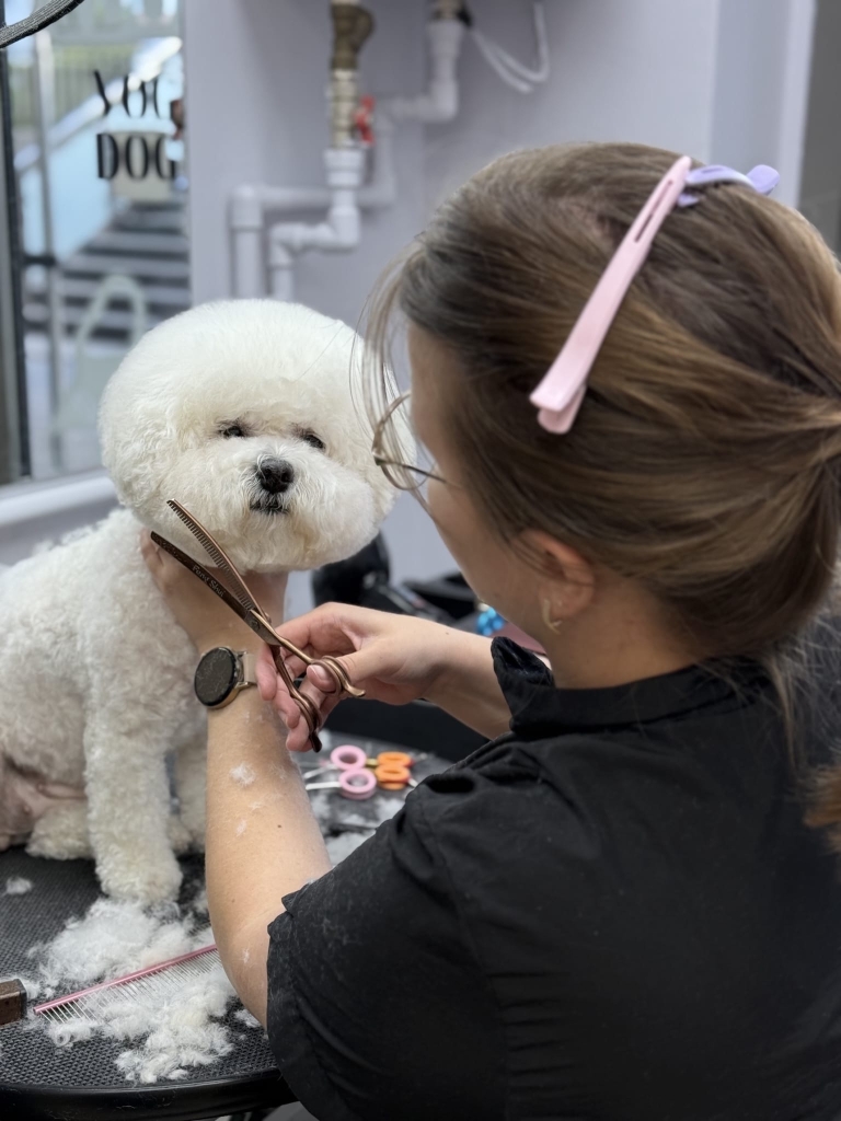 Грумер в окулярах стриже коричневими ножицями голову бішона