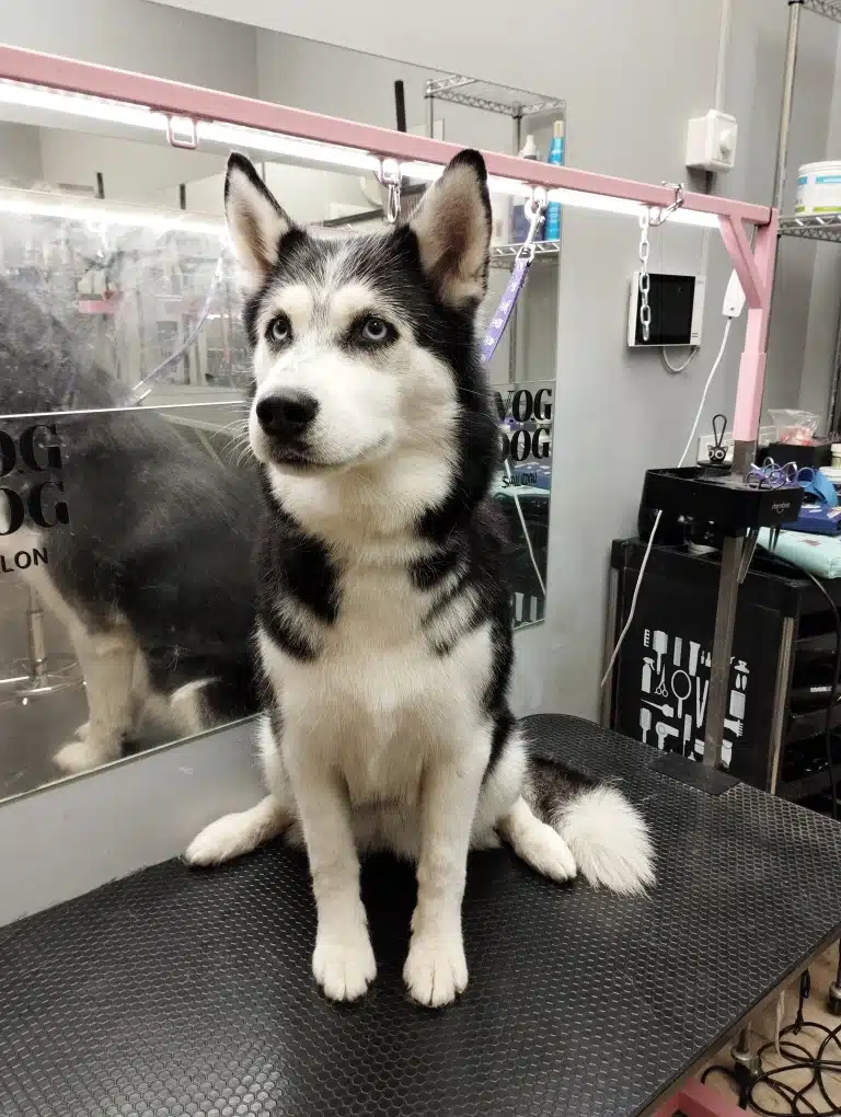 Чорно-білий хаскі сидить на столі, широко розставивши задні лапи