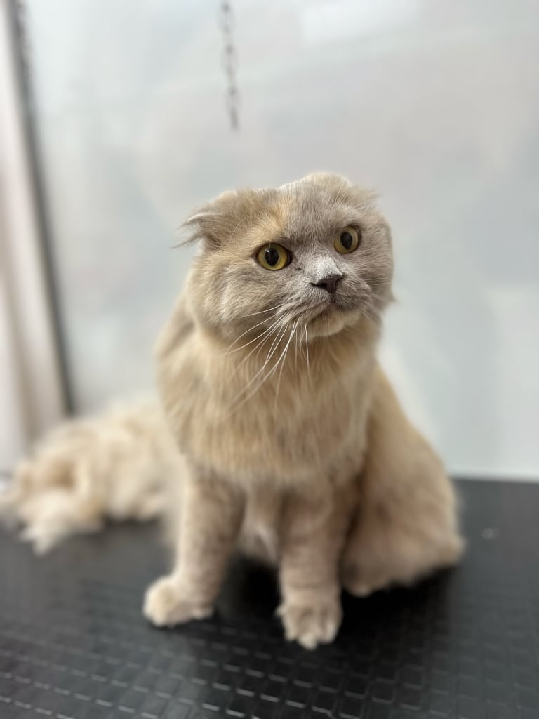 Кішка з теплим відтінком шерсті притисла вушка до голови