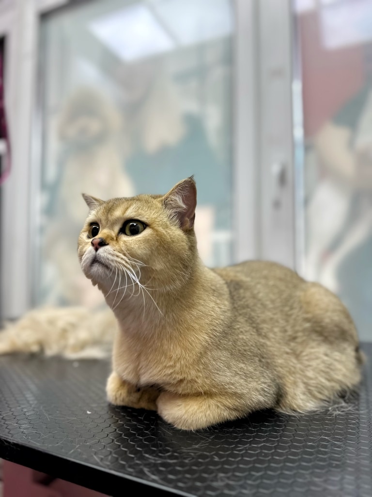 Золотистий кіт з білими вібрисами лежить на столі, згорнувши передні лапки