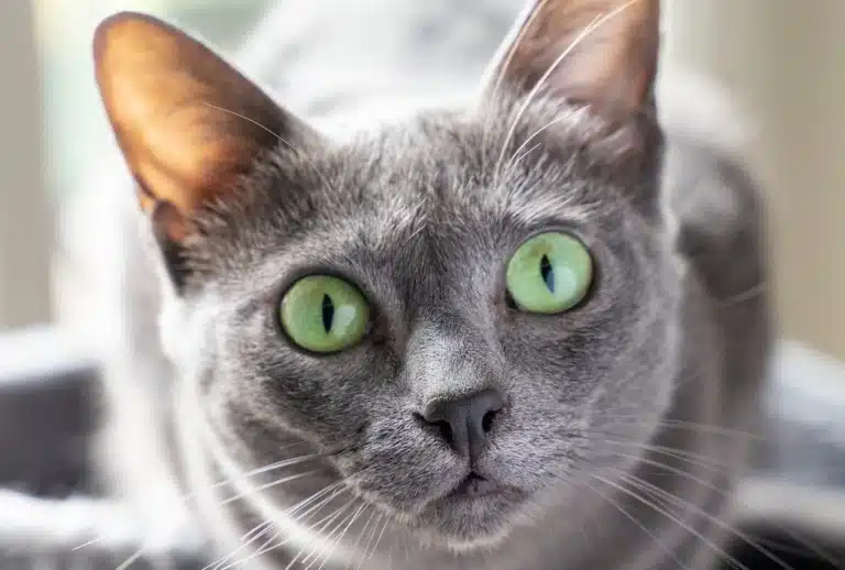 Сіра кішка з сірим носом має очі кольору зелені