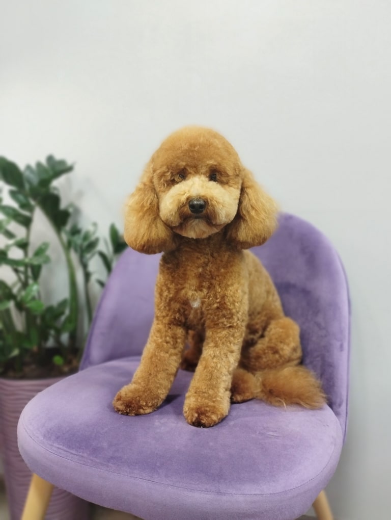 У великого рудого мальтіпу маленькі очі, наче ґудзики