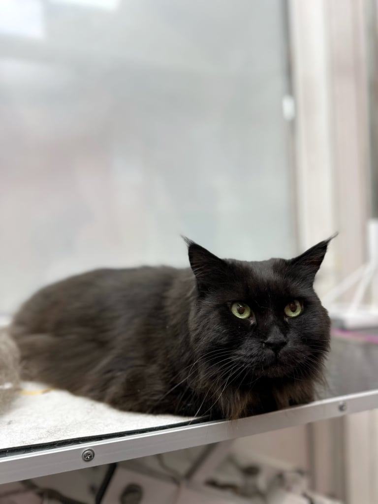 Чорний мейн-кун спокійно лежить на чорному столі біля сірого килимка