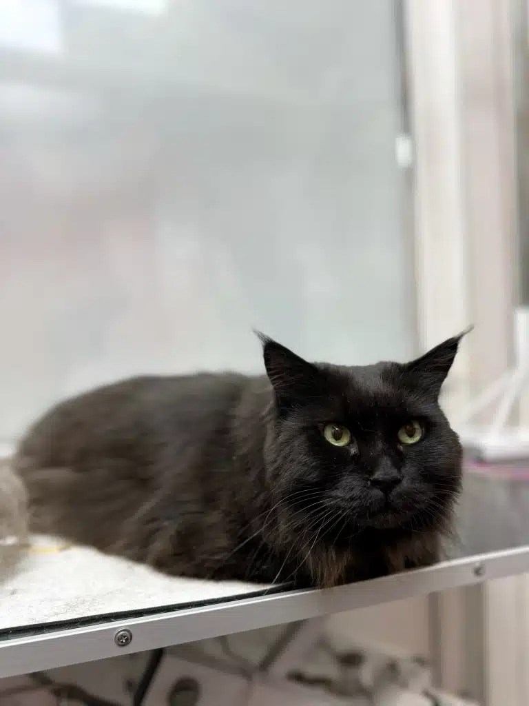 Чорний мейн-кун спокійно лежить на чорному столі біля сірого килимка