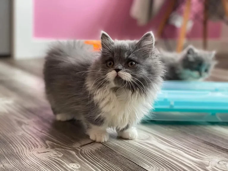 Сірий котик на коротких лапах має білі лапки та вуса