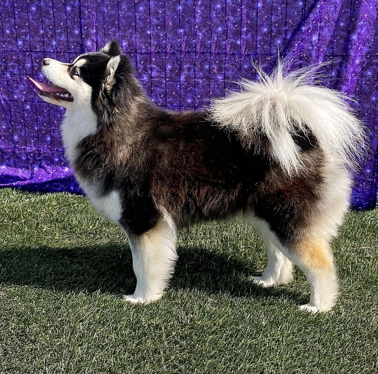 Чорно-білий великий пес підняв голову догори