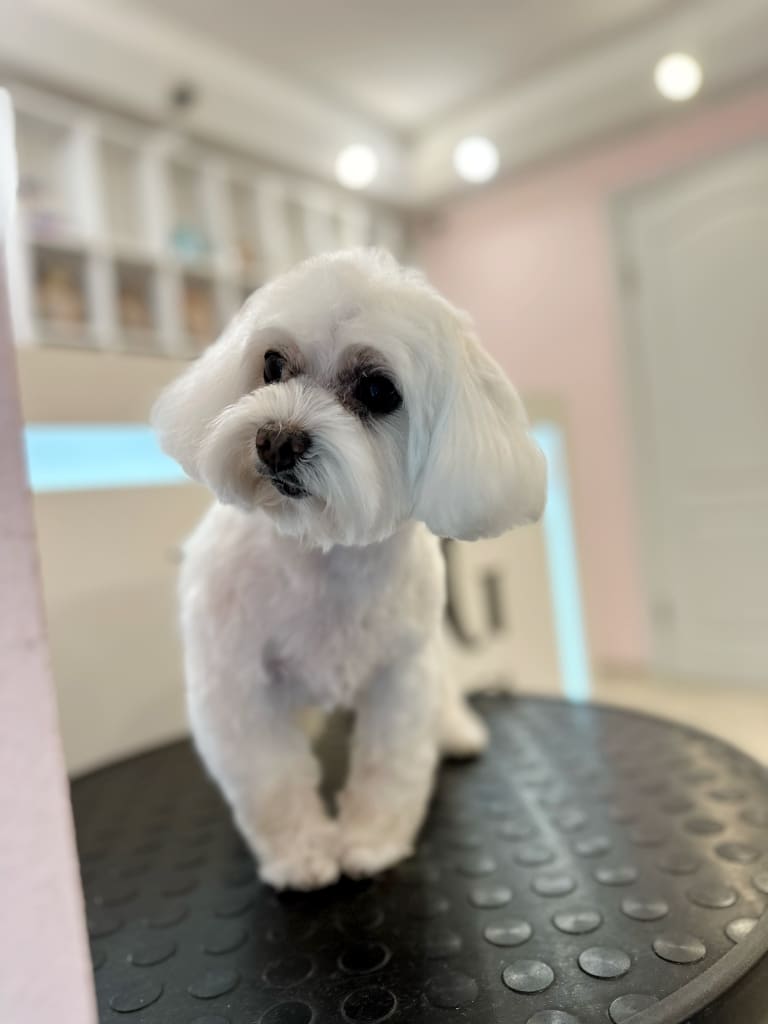 Білий мальтезе зазирає праворуч від себе