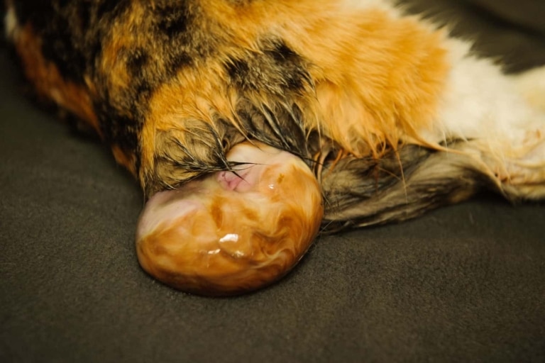 Момент народження кошеняти рудого забарвлення