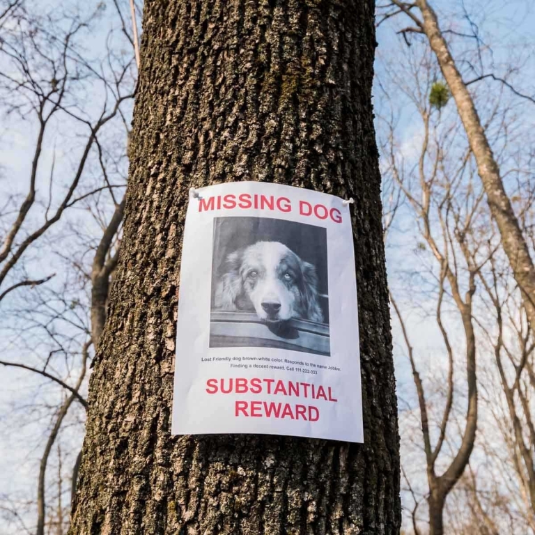 На дереві прикріплене оголошення про зникнення собаки
