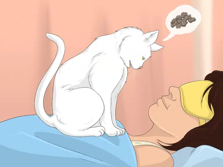 Жінка спить у жовтій масці, а білий кіт зверху неї просить поїсти