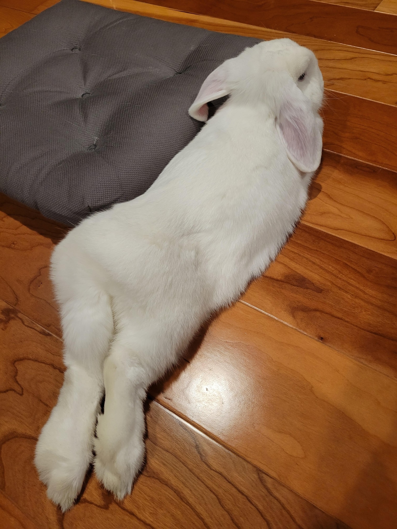 Why is the rabbit tapping its paws - V.O.G DOG