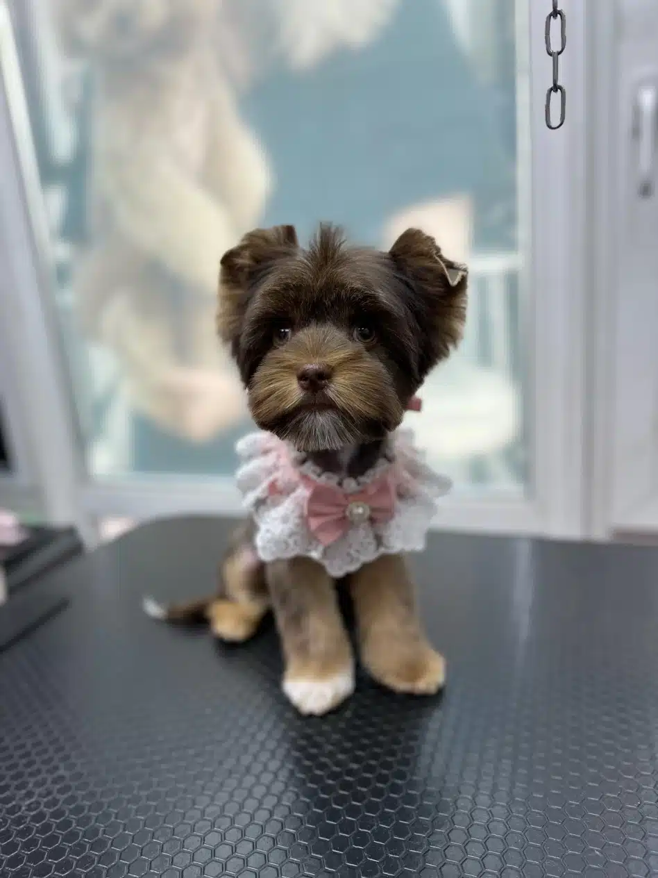 Коричневий йорк має на передній правій лапці білу шерсть