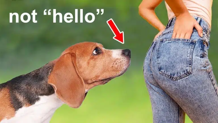 Бігль зацікавився жінкою в кремовій майці та джинсах