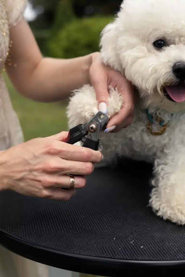 Дівчина з обручкою на руці обрізає кіготь бішона
