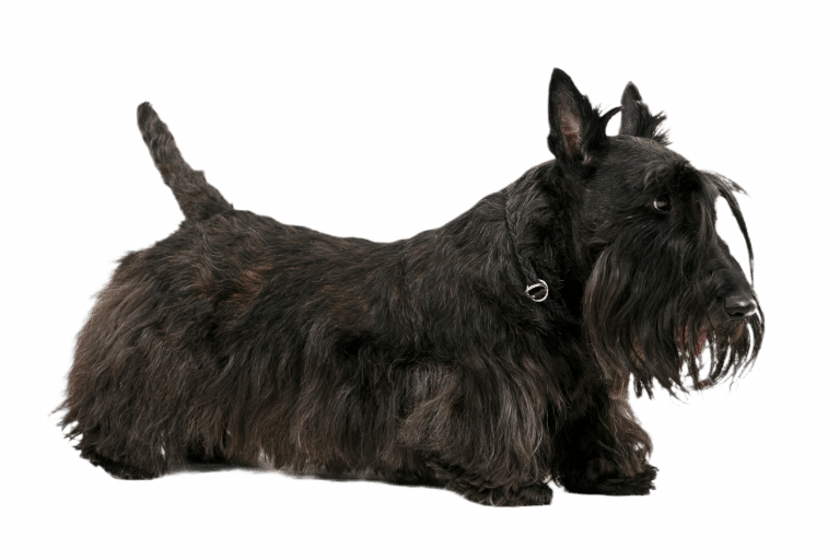 На скотч тер'єрі з жирною бородою тонкий коричневий нашийник