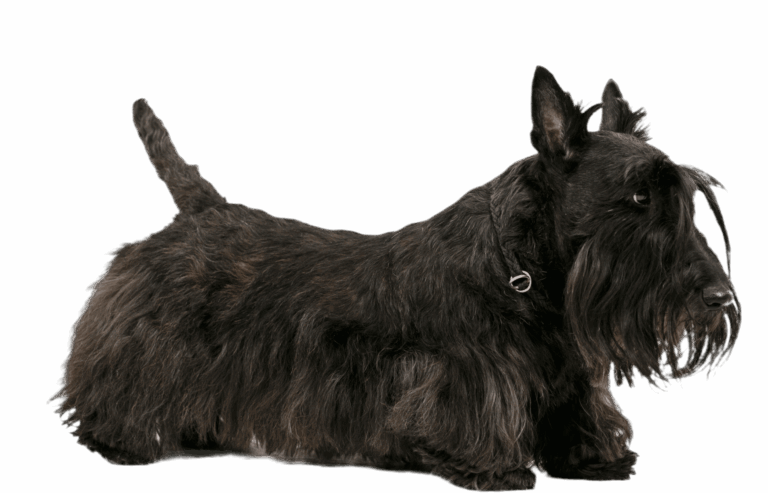 На скотч тер'єрі з жирною бородою тонкий коричневий нашийник