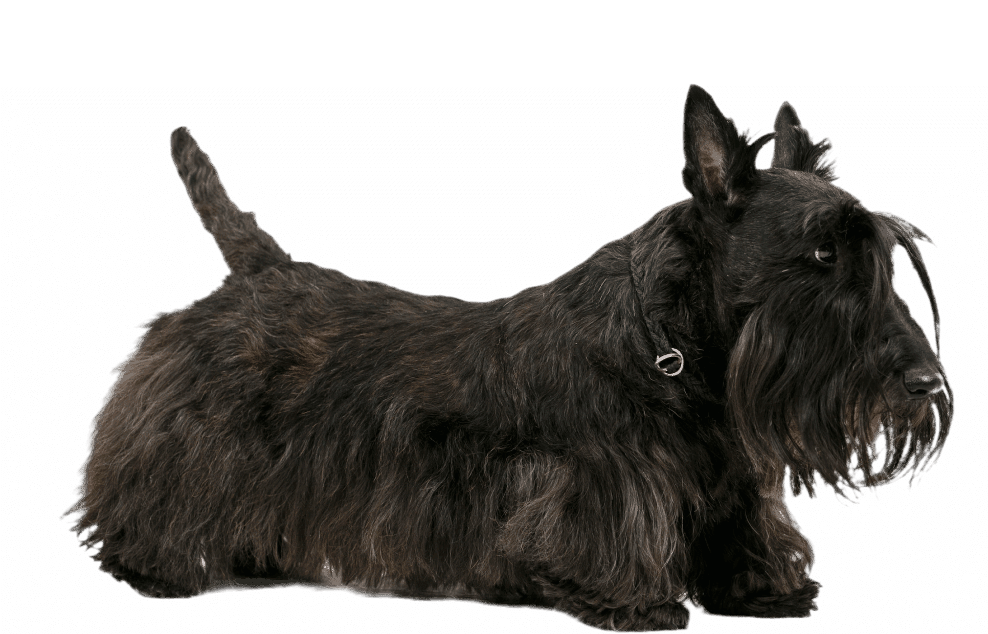 На скотч тер'єрі з жирною бородою тонкий коричневий нашийник