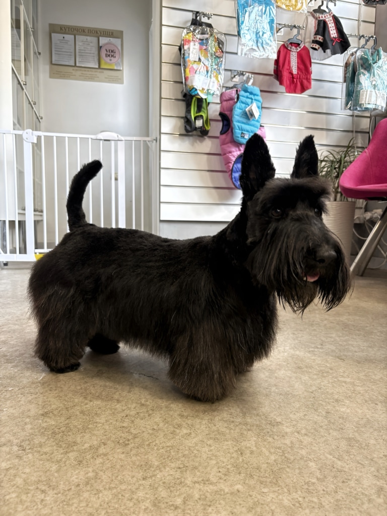 В зоні очікування стоїть чорний скотч тер'єр, який повернувся попою до огорожі