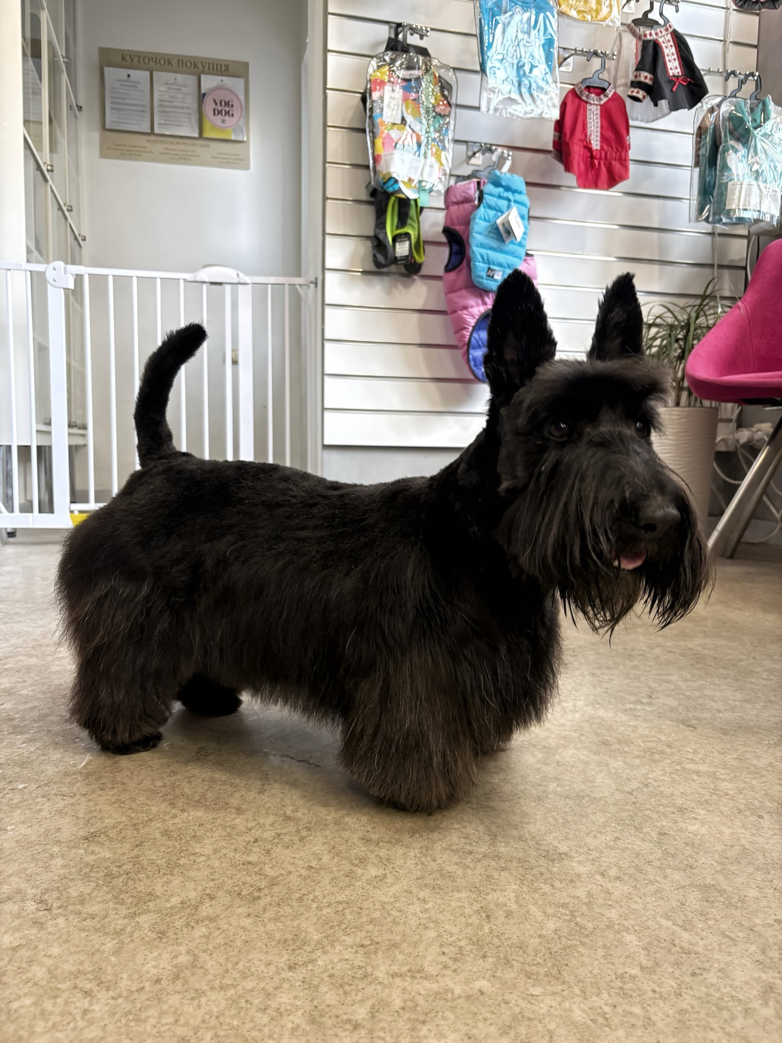 В зоні очікування стоїть чорний скотч тер'єр, який повернувся попою до огорожі