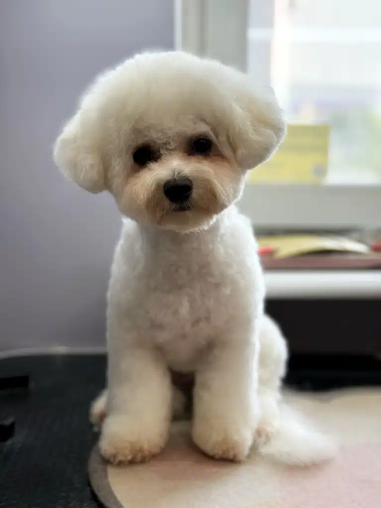 Бішон зі стрижкою як у мальтіпу сидить спиною до вікна