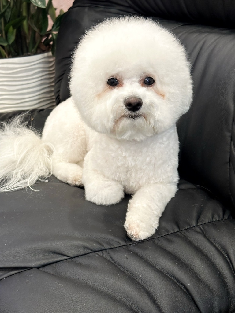 Бішон з круглою головою лежить на чорному шкіряному дивані поруч з білим вазоном